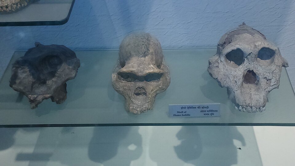 Skull of Homo habilis, Indian Museum, Kolkata. Photo by Biswarup Ganguly, via Wikimedia Commons. Licensed under CC BY-SA 4.0. Original image. No changes made.